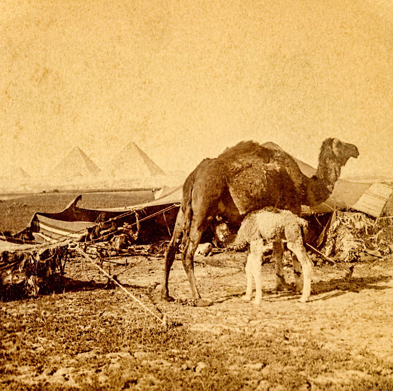 Camel and Pyramids 