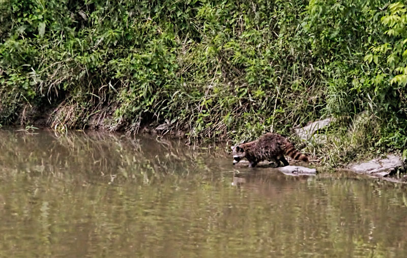 Raccoon 