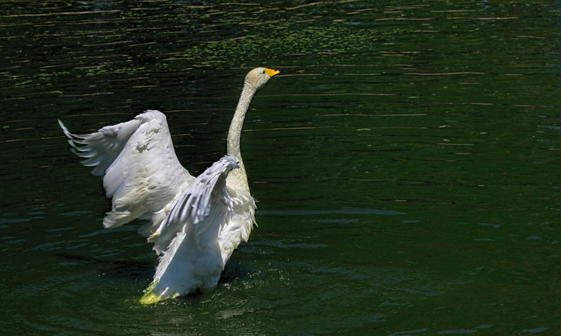 Tundra Swan 