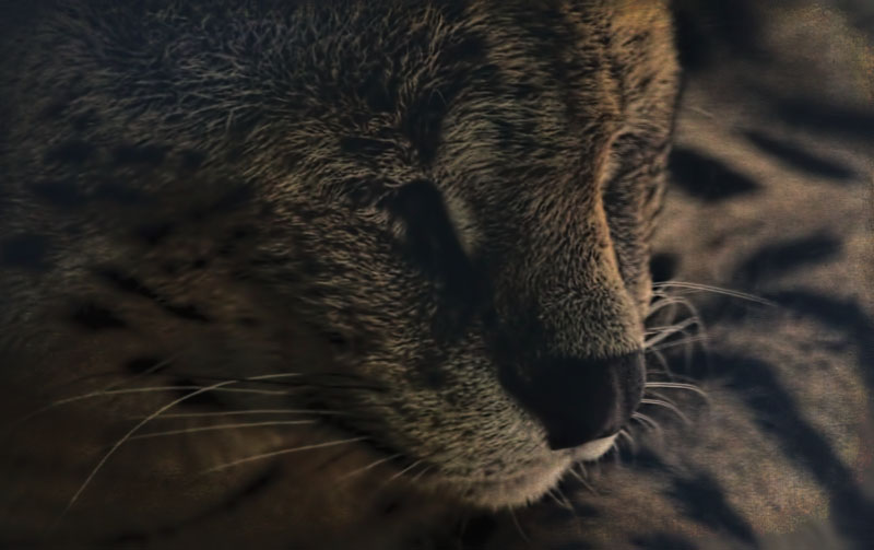Big Cat in the Shade 