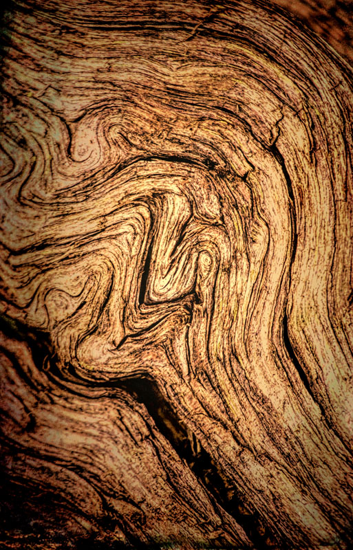 Gnarled Wood 