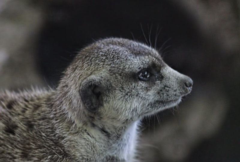 Meerkat 