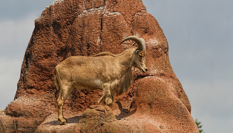 Mouflon 