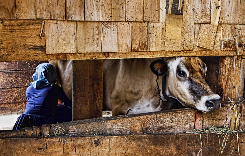 Milking Time 