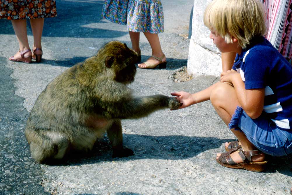 A_121_img_0433.jpg Boy feeding a Barbary Ape or Rock Apes, they are actually Barbary Macaques -  A Santillo 1979