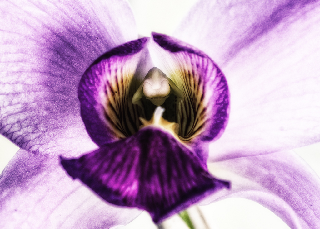 orchid14_2016.jpg