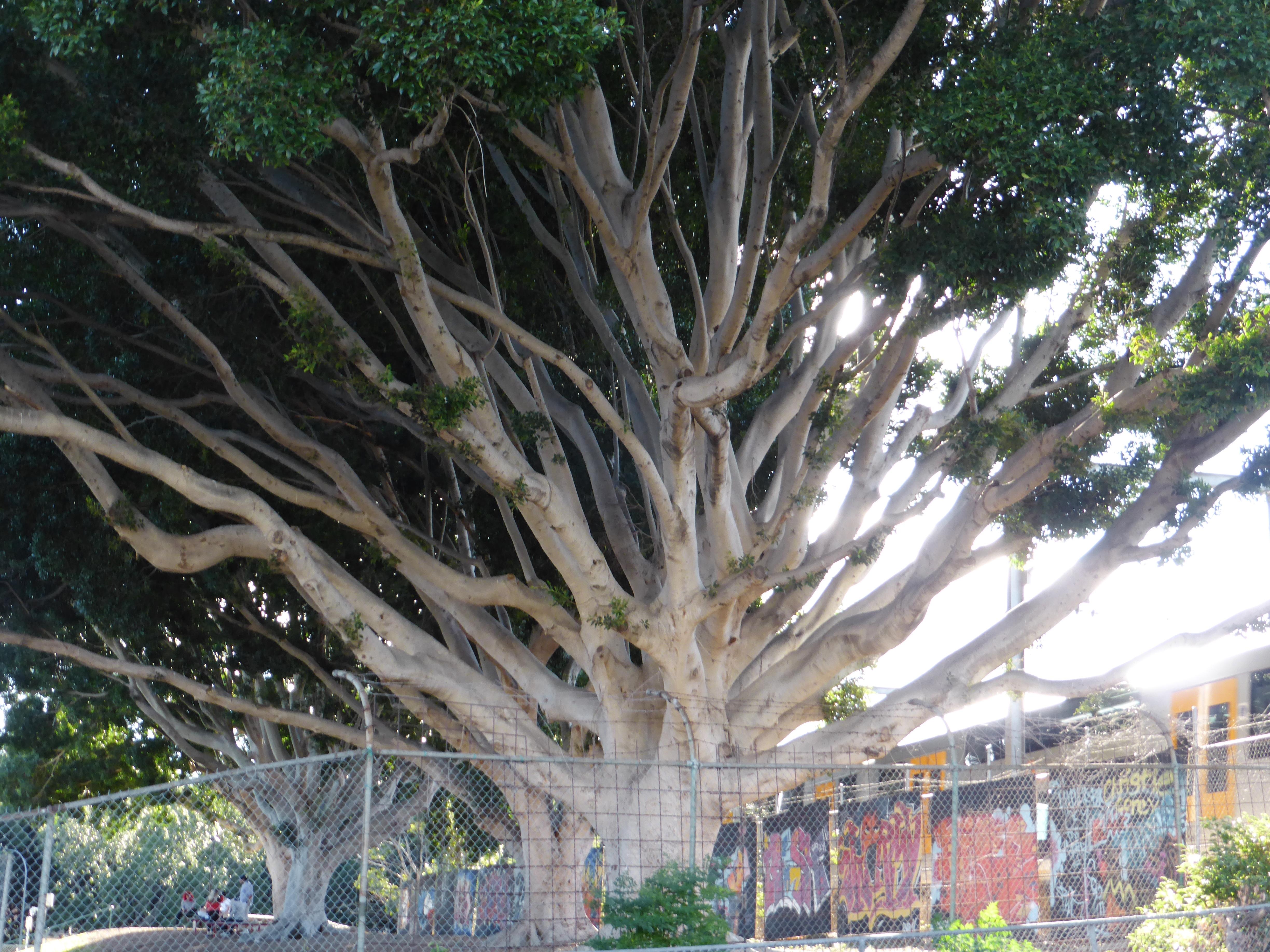 The tree