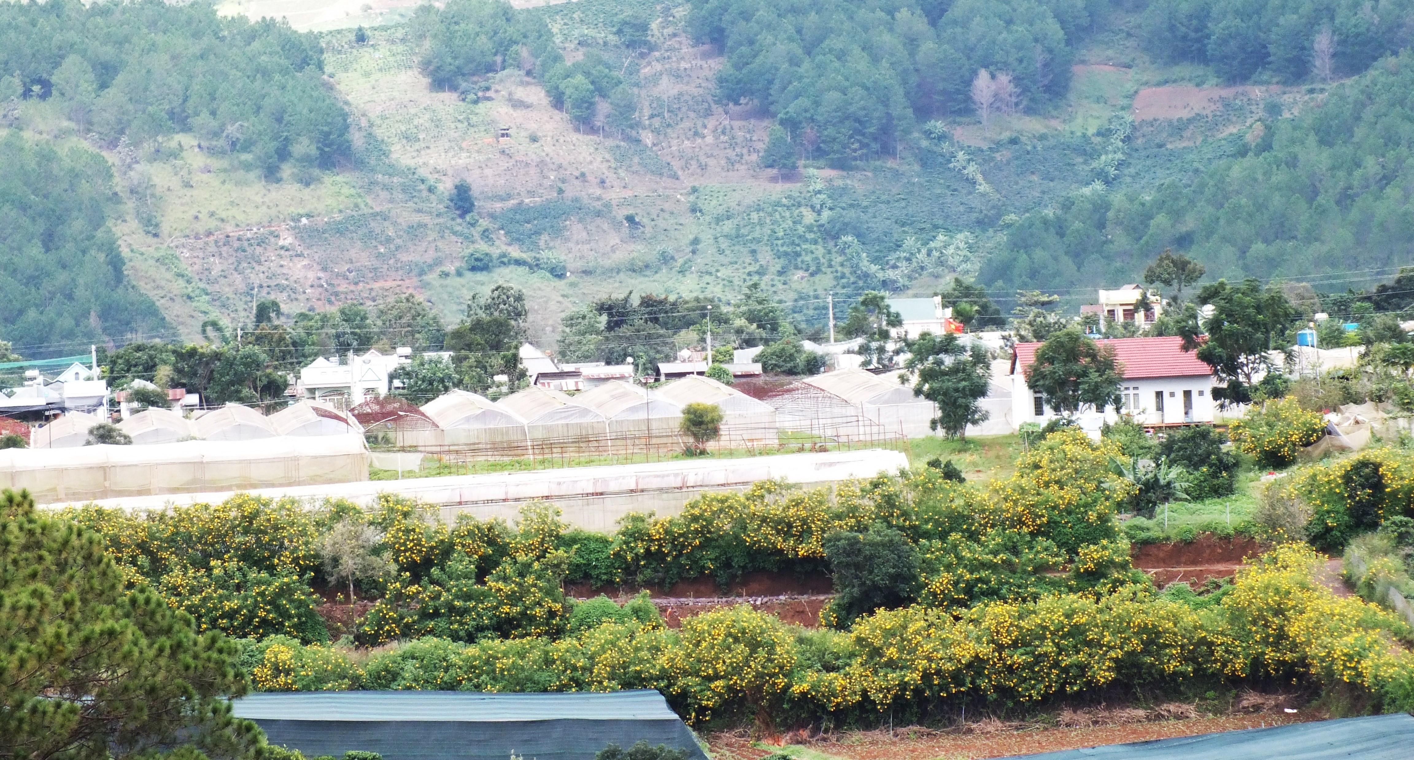 The city is awashed in wild yellow flowers when the rain season ends