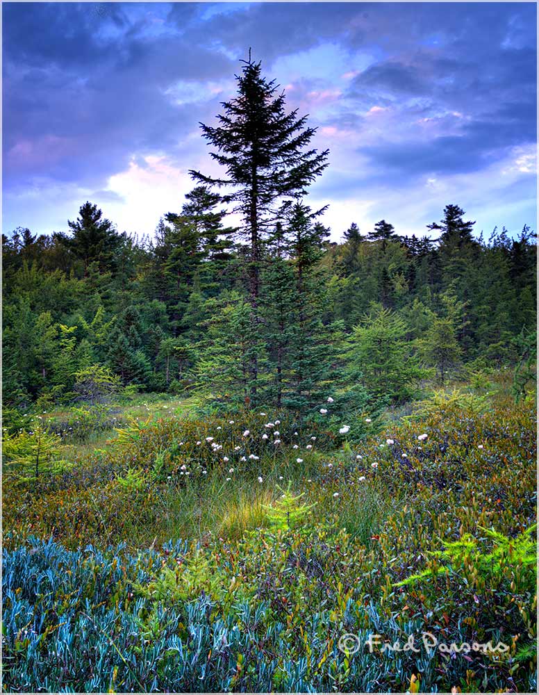 _DSC1645_9 Tree in the Bog