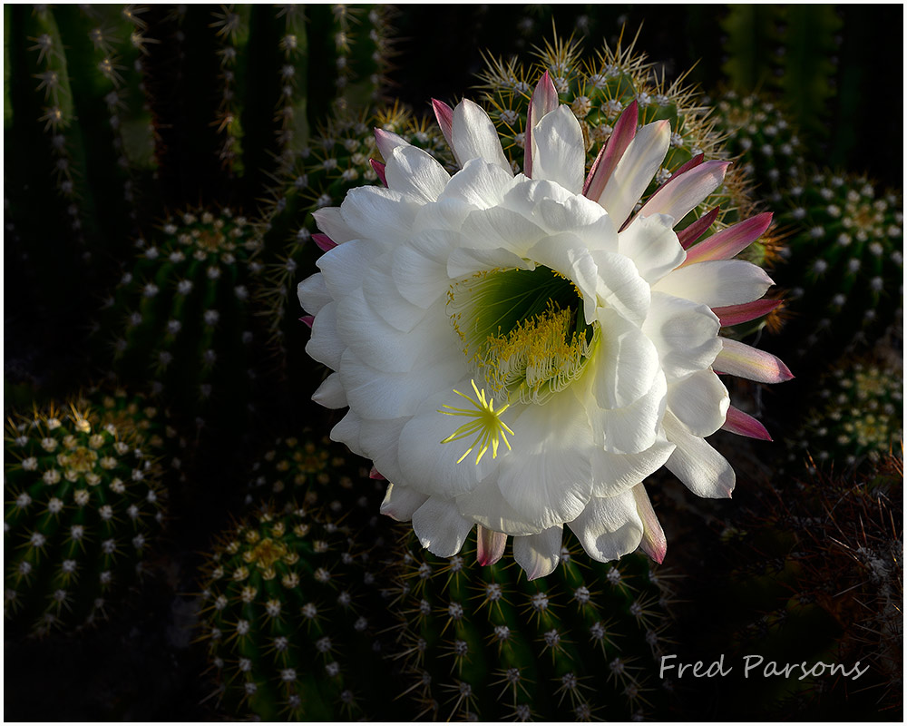 DSC5115 Bloom and cactus