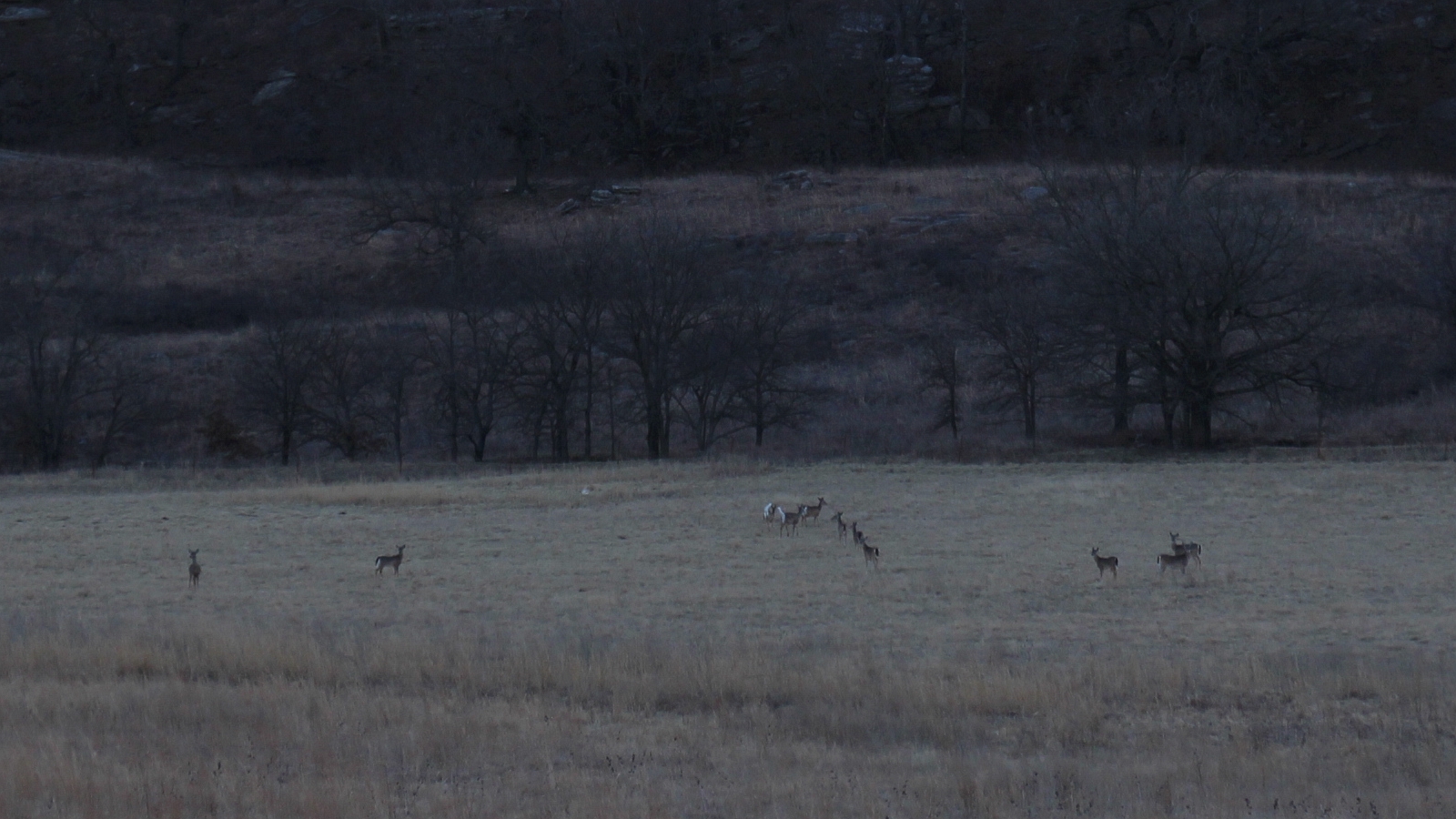 Deer March 14, 2014
