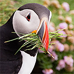 puffin.png