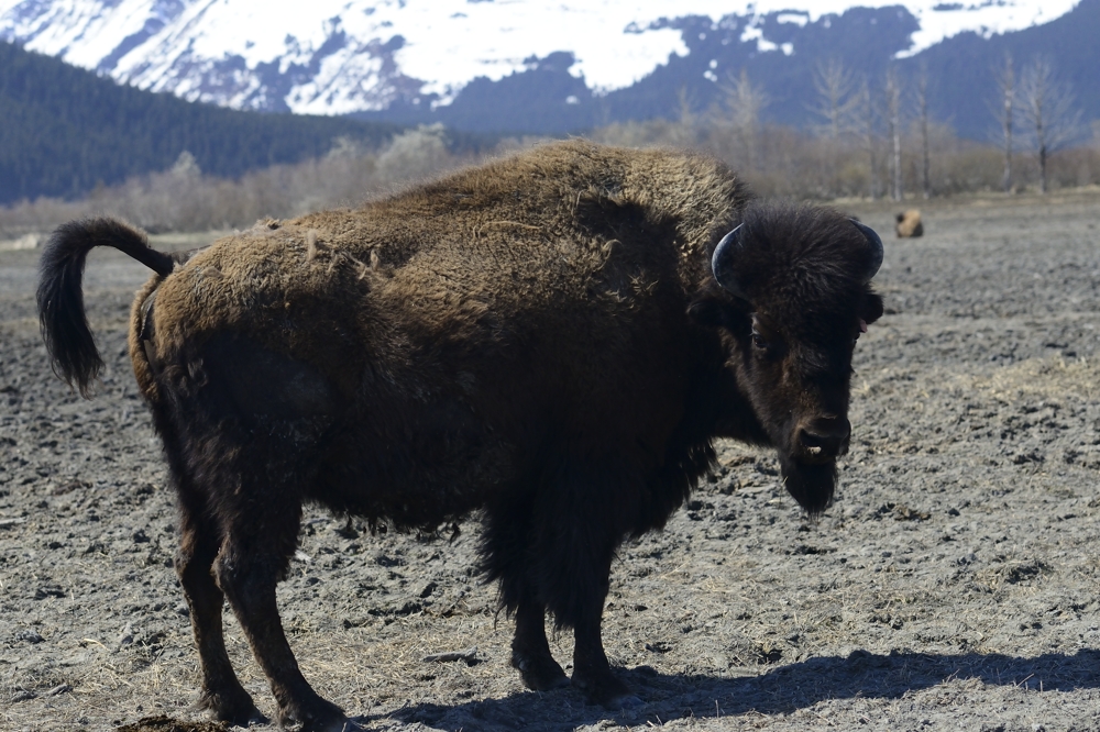 Bison