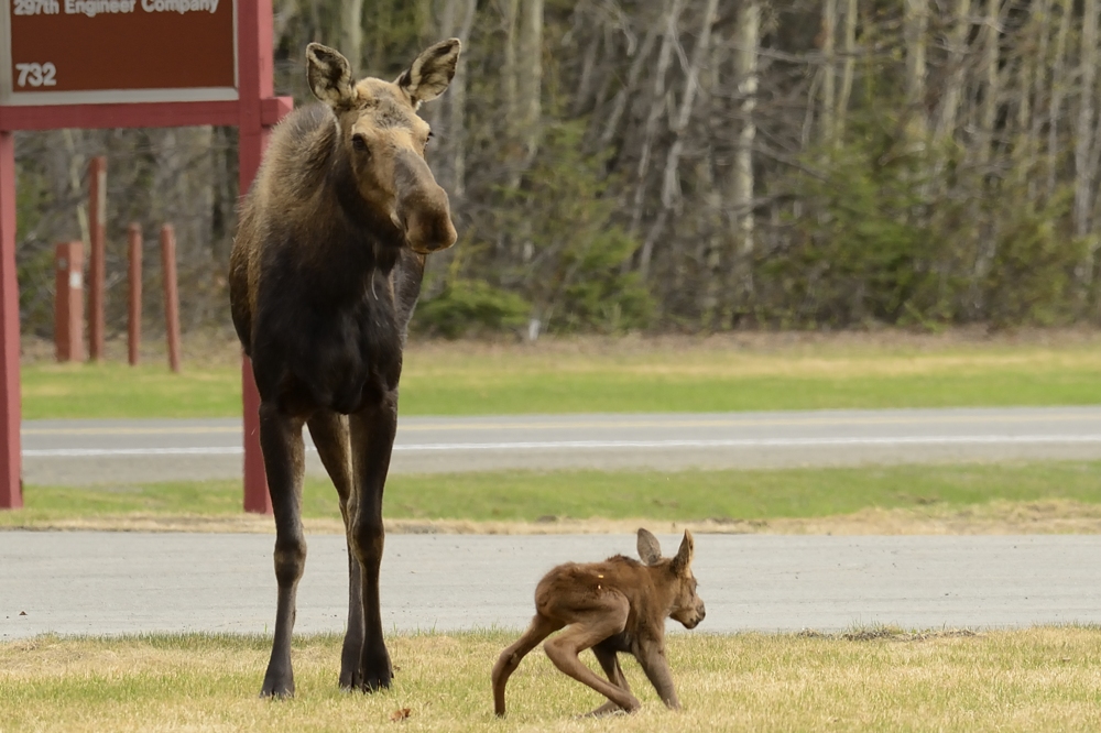 Wobbly Baby Moose