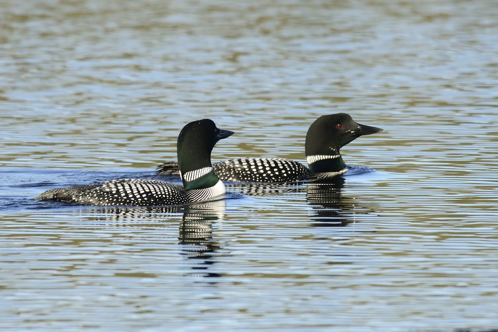 Common loons