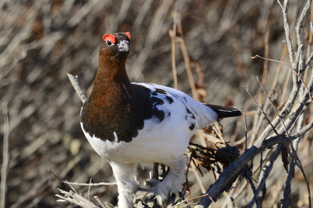 Willow Ptarmigan