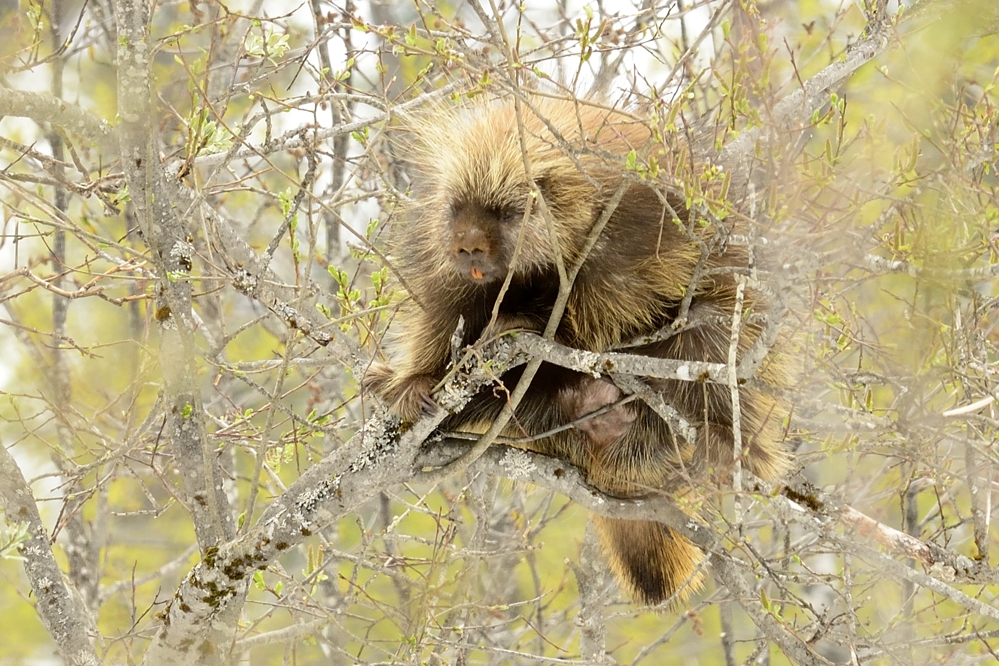 Porcupine
