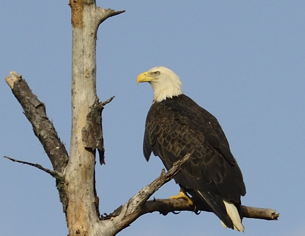 Bald Eagle