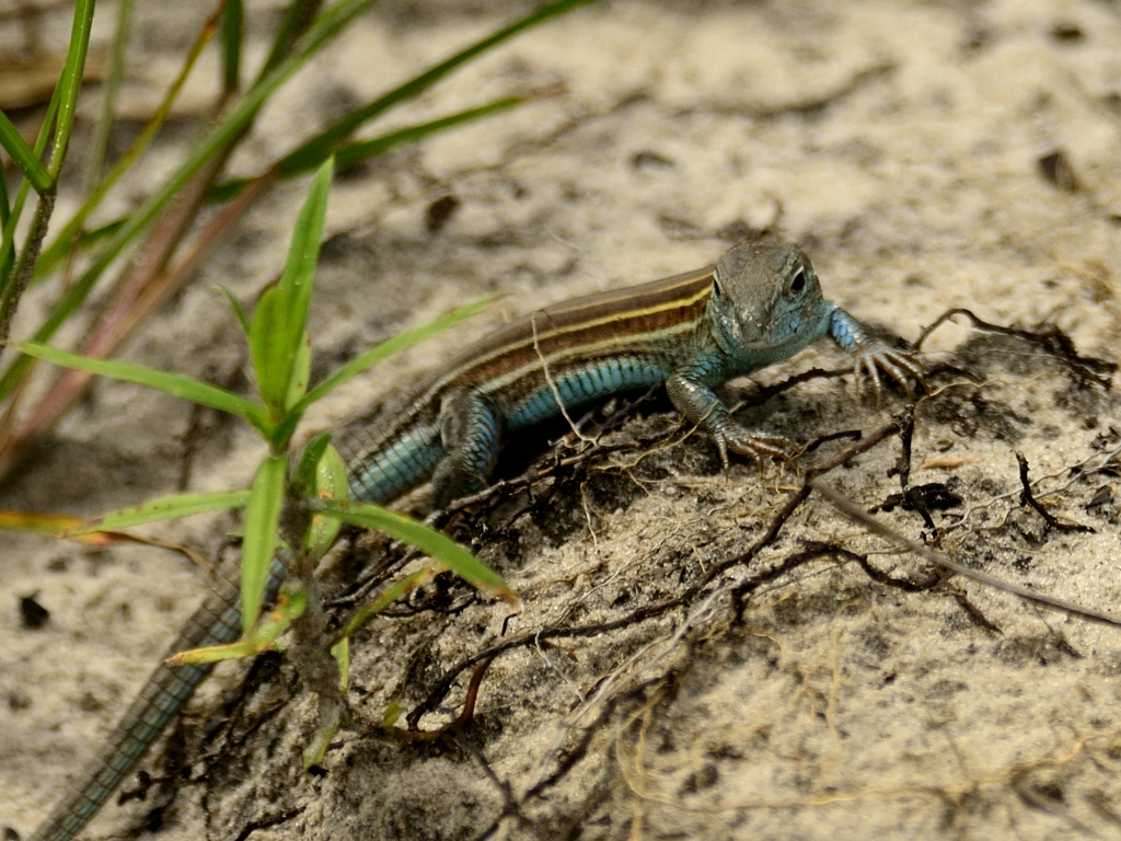 Six-lined Racerunner