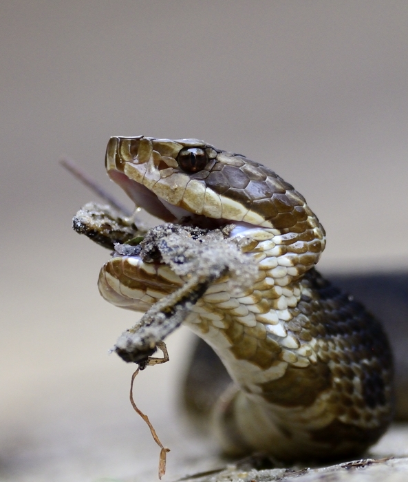 Cottonmouth