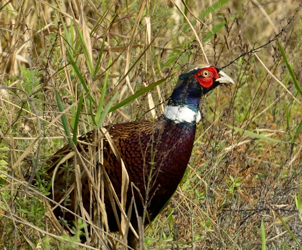 Ringed-necked Pheasant