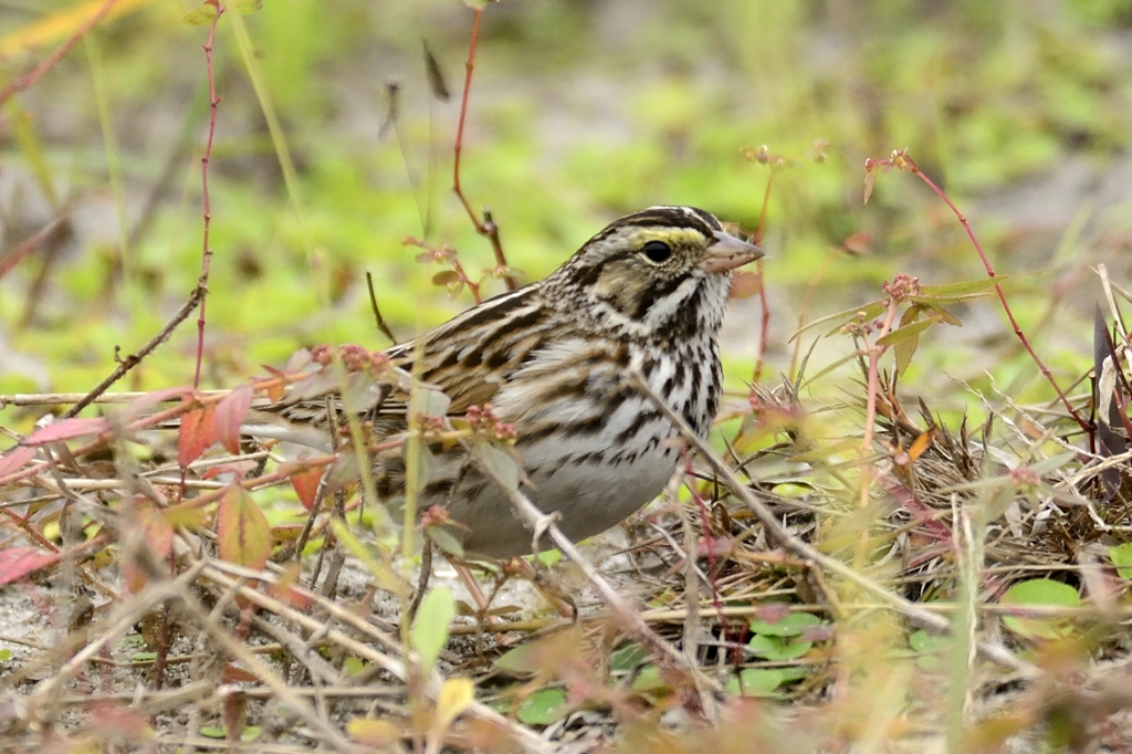 Savannah Sparrow