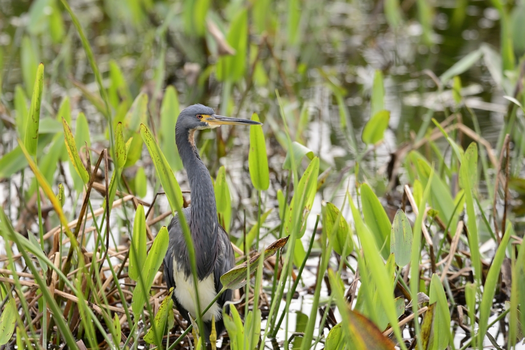 Tri-colored Heron