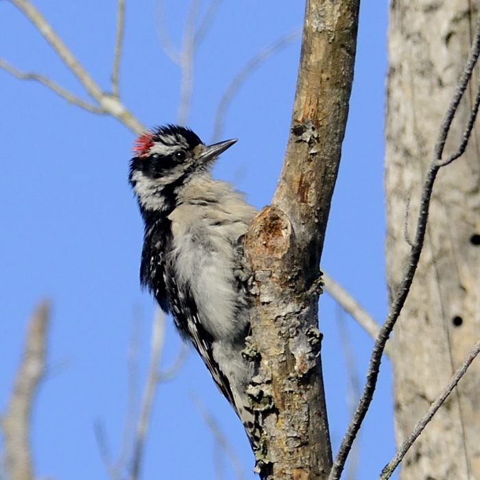 Downy Woodpecker