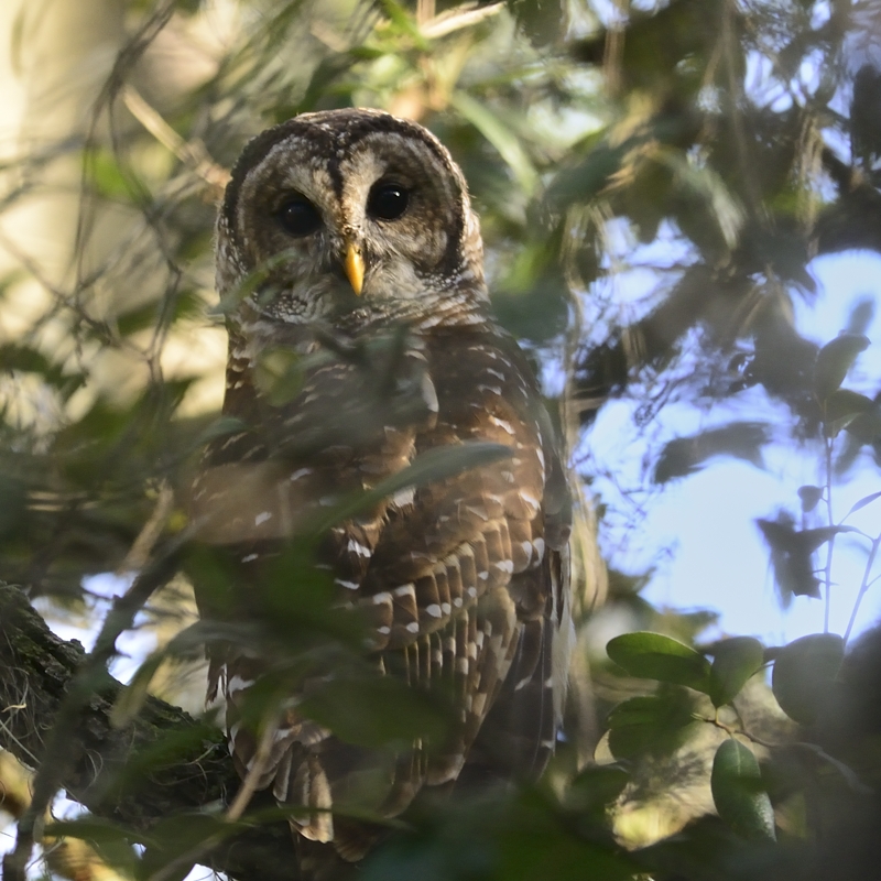 Barred Owl