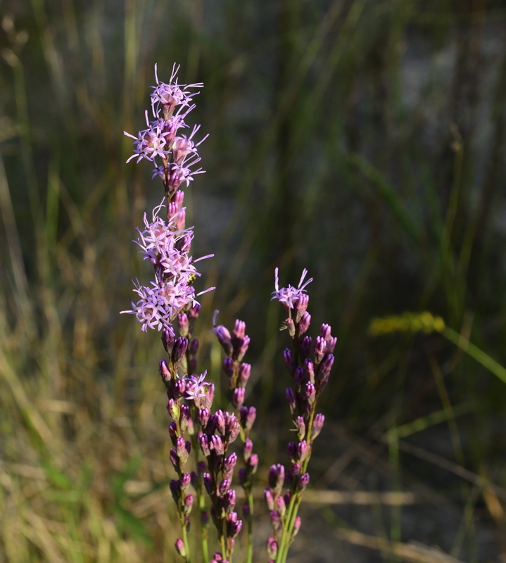 Fine-leaved Blazing Star