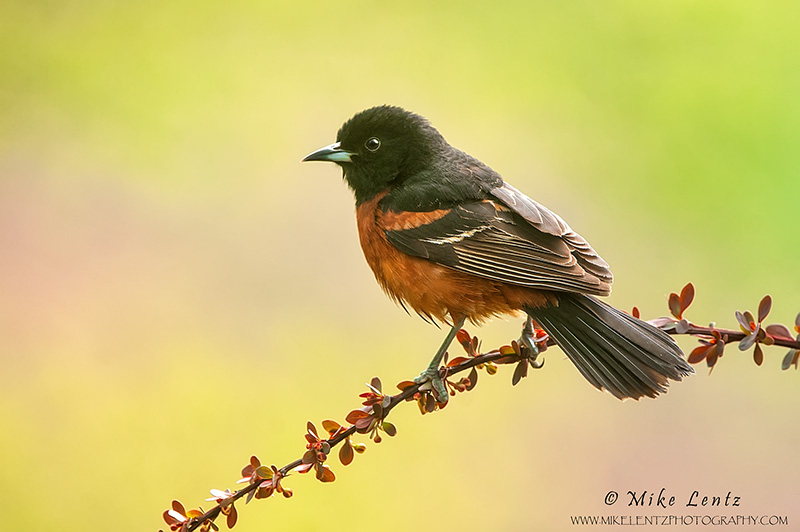 Orchard Oriole 