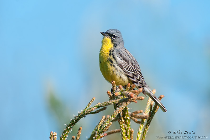 Kirtlands Warbler