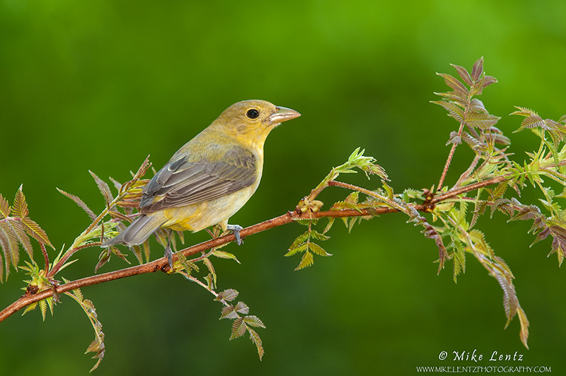 Scarlet Tanager (female)