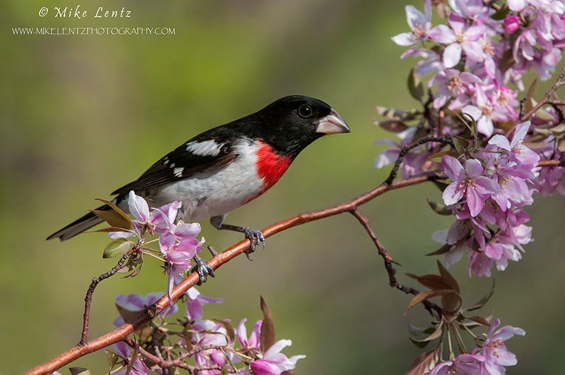 Rose-breasted Grosbeak