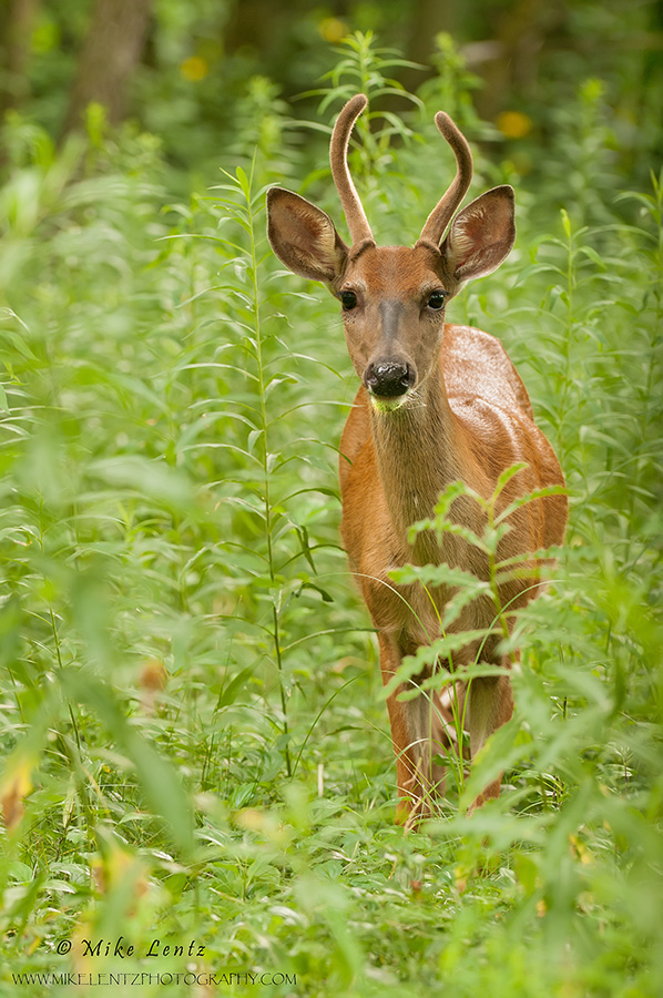 Fork horn in velvet