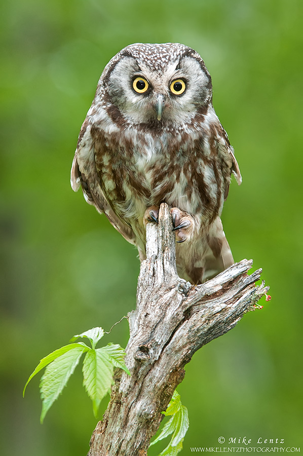 Boreal Owl on log with vine