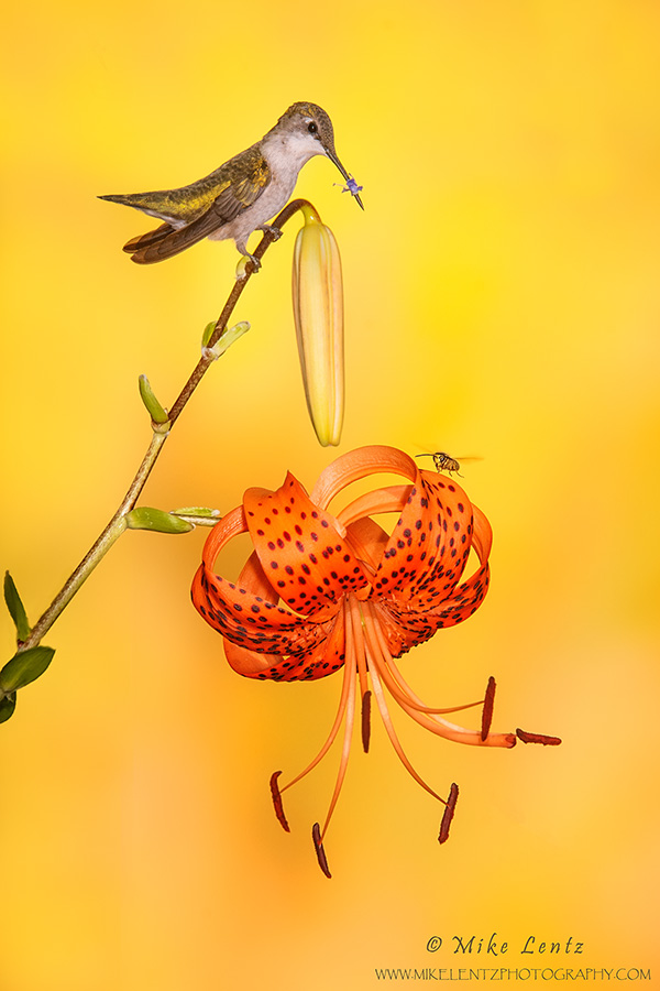 Ruby-throated Hummingbird on Asiatic lilly