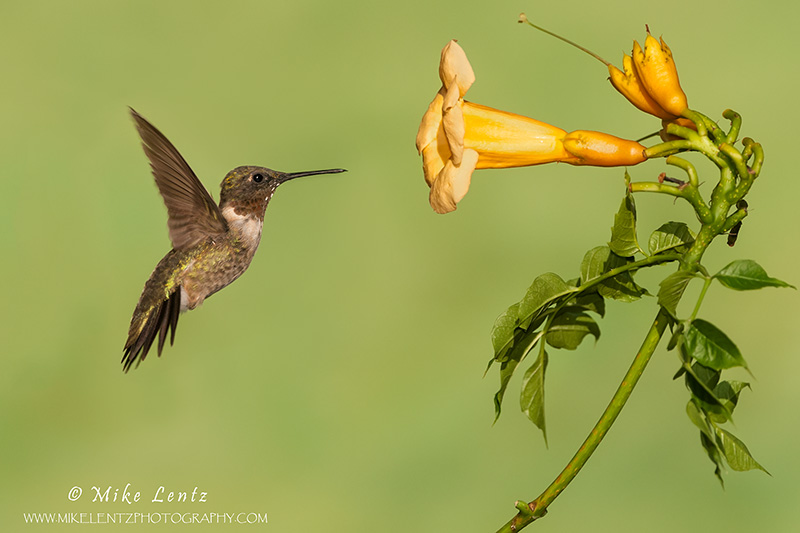 RTH near a yellow trumpet vine 