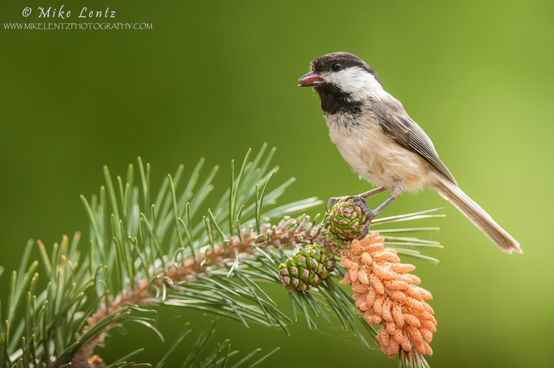 Black-capped chickadee on pine with grub 