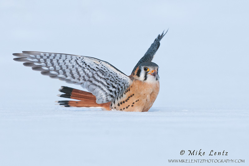 American Kestral feet deep in snow