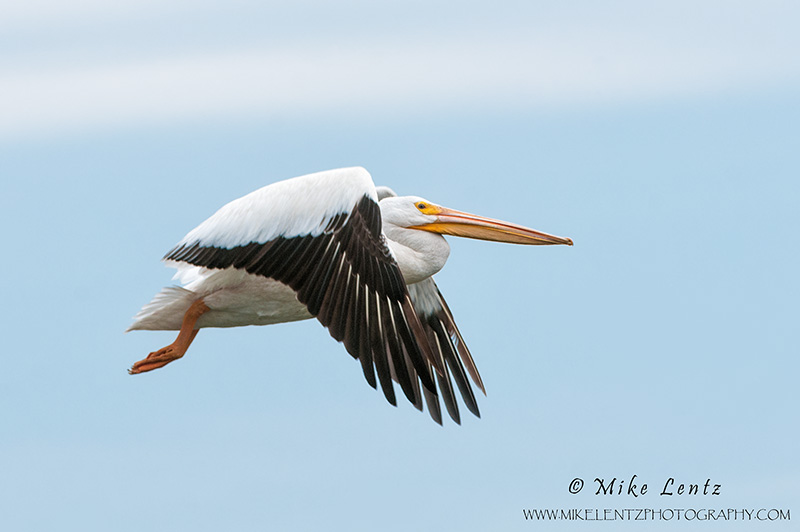 American White Pelican 