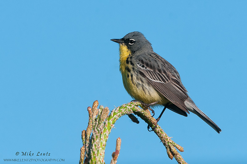 Kirtlands warbler up on jackpine 