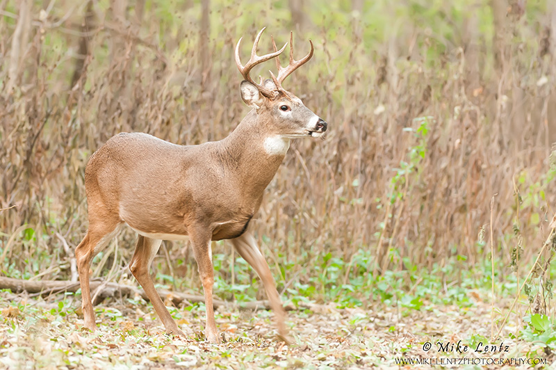 Buck stomping