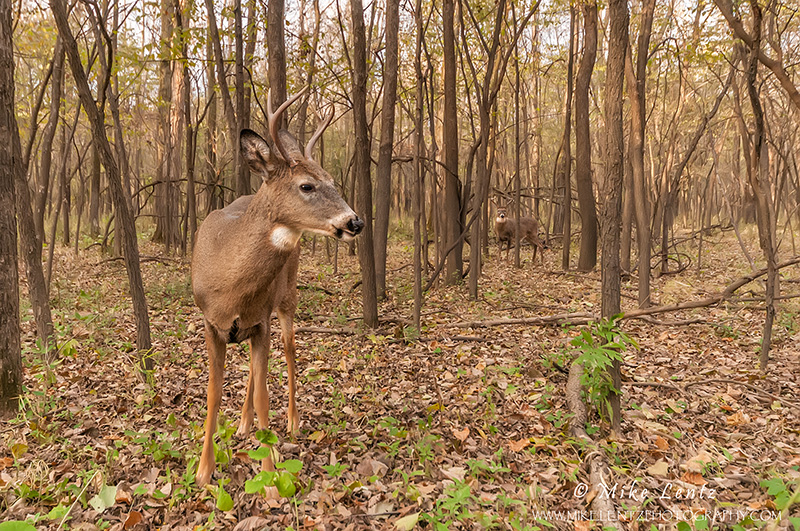 Buck Duo
