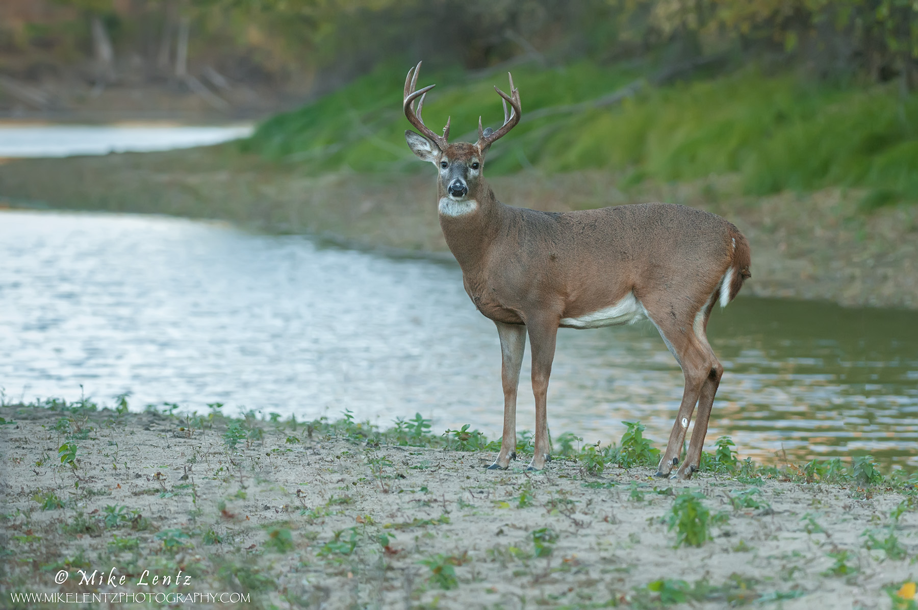 Buck by the river