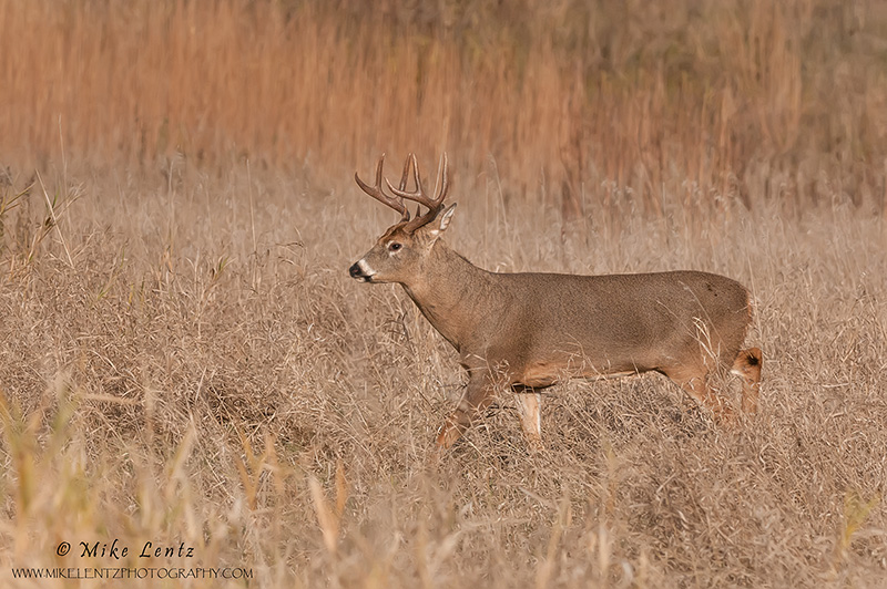 White-tail strolls through high grasses