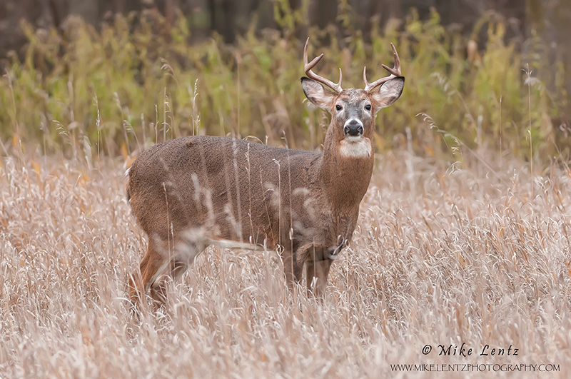 White-tailed deer stare down
