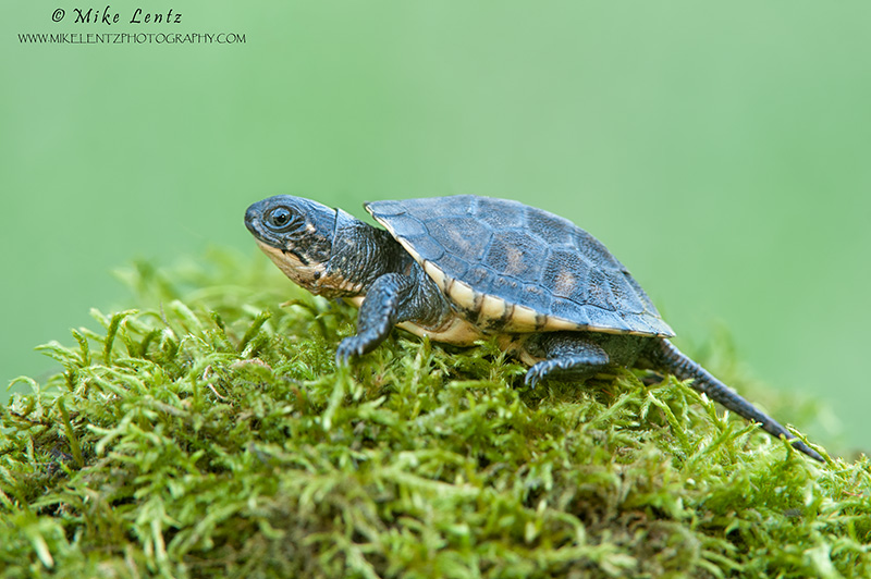 Blandings turtle baby on moss 