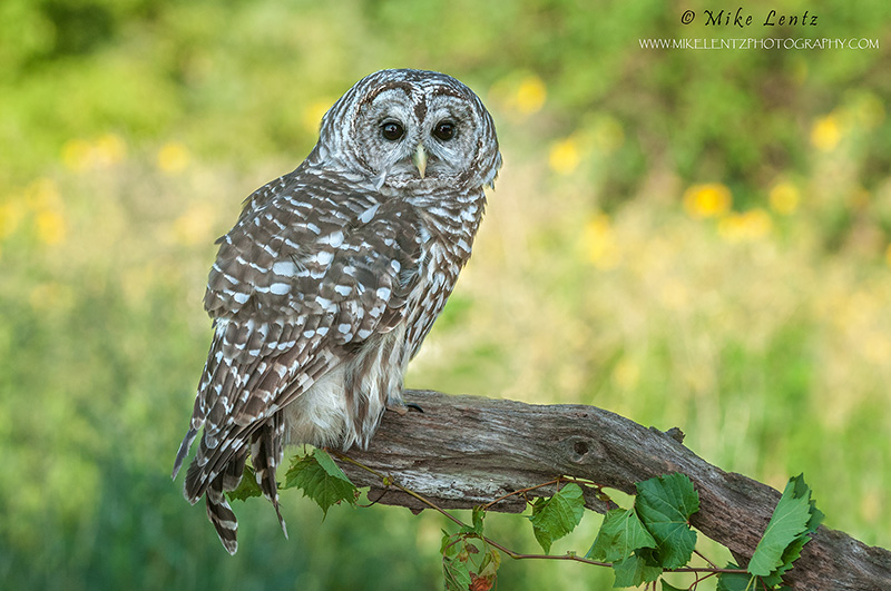 Barred Owl on perch 