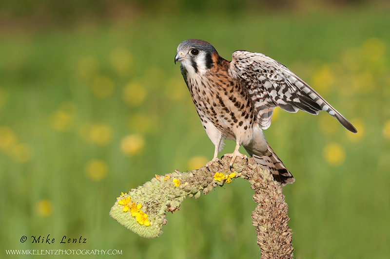 American Kestral wings open 